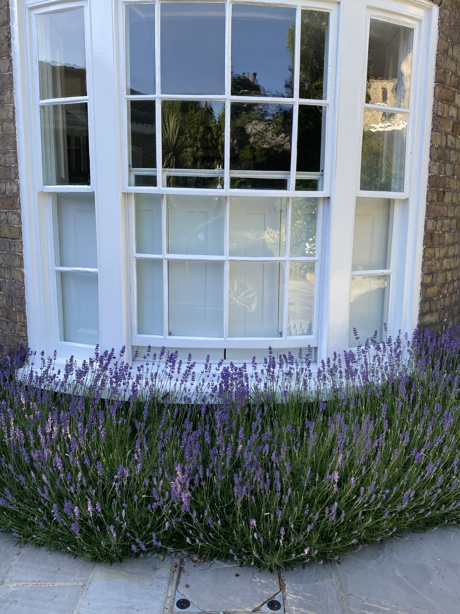 lavender window